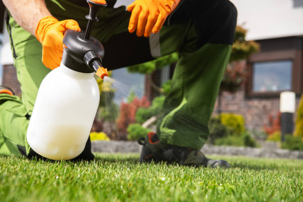 Best Rat Extermination Near Me  in Louisiana, MO