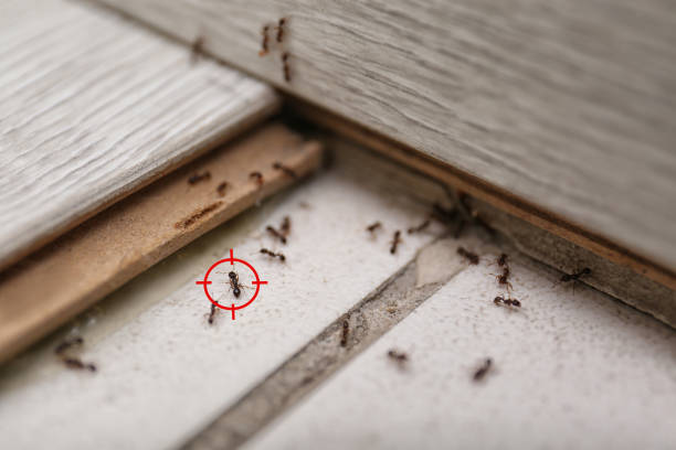 Best Pest Inspection Near Me  in Louisiana, MO
