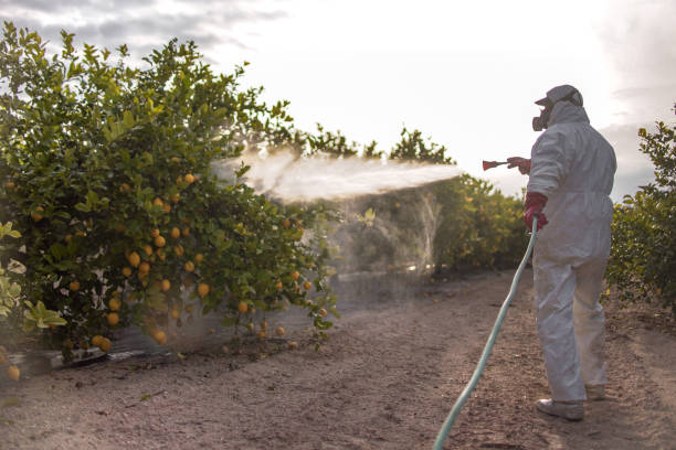 Best Wasp Removal Services  in Louisiana, MO