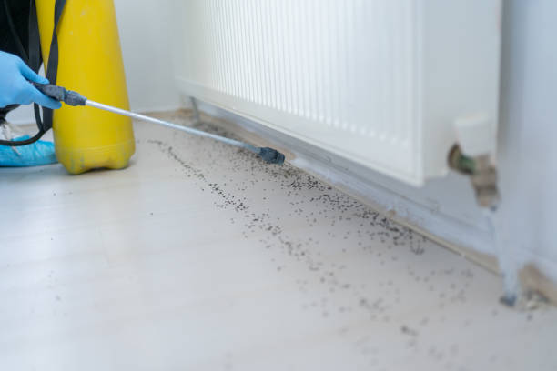 Best Exterminator Services  in Louisiana, MO
