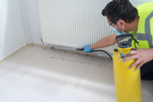 Best Affordable Pest Control Services  in Louisiana, MO