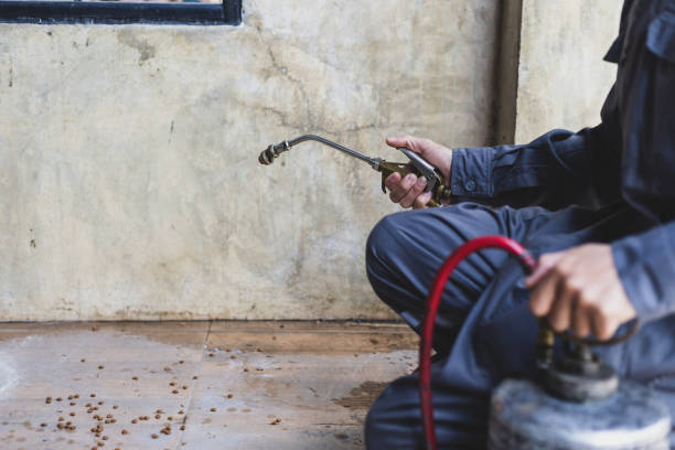 Best Flea Control Services  in Louisiana, MO